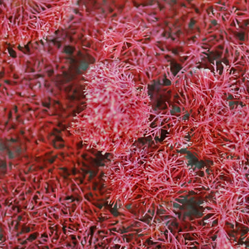 Jania Rubens-extrakt